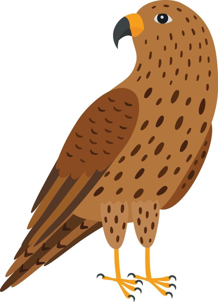 falk fågel illustration vektor