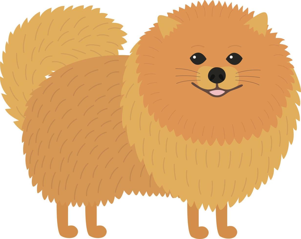 pomeranian spets illustration vektor