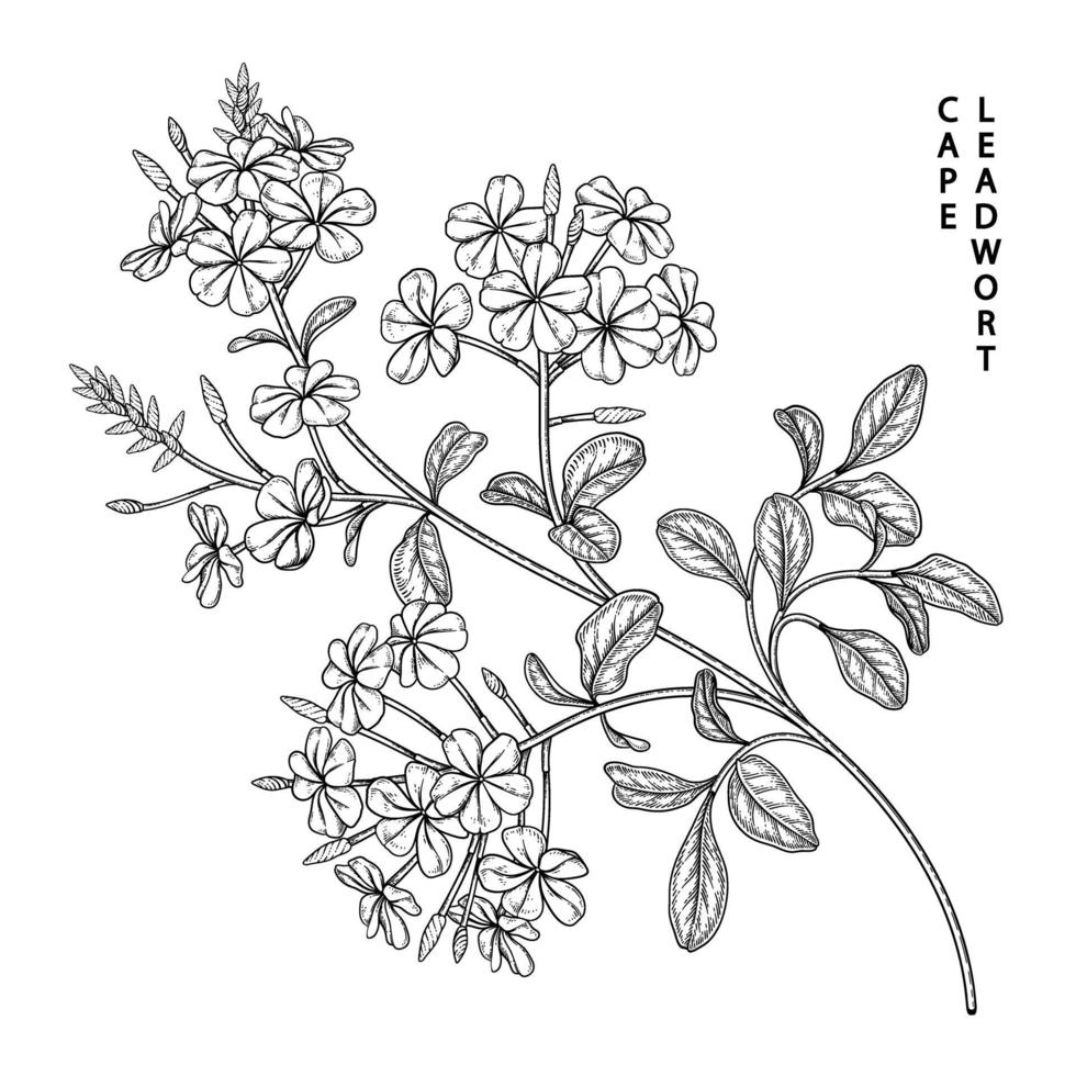 plumbago auriculata eller cape blyort blommor ritningar vektor