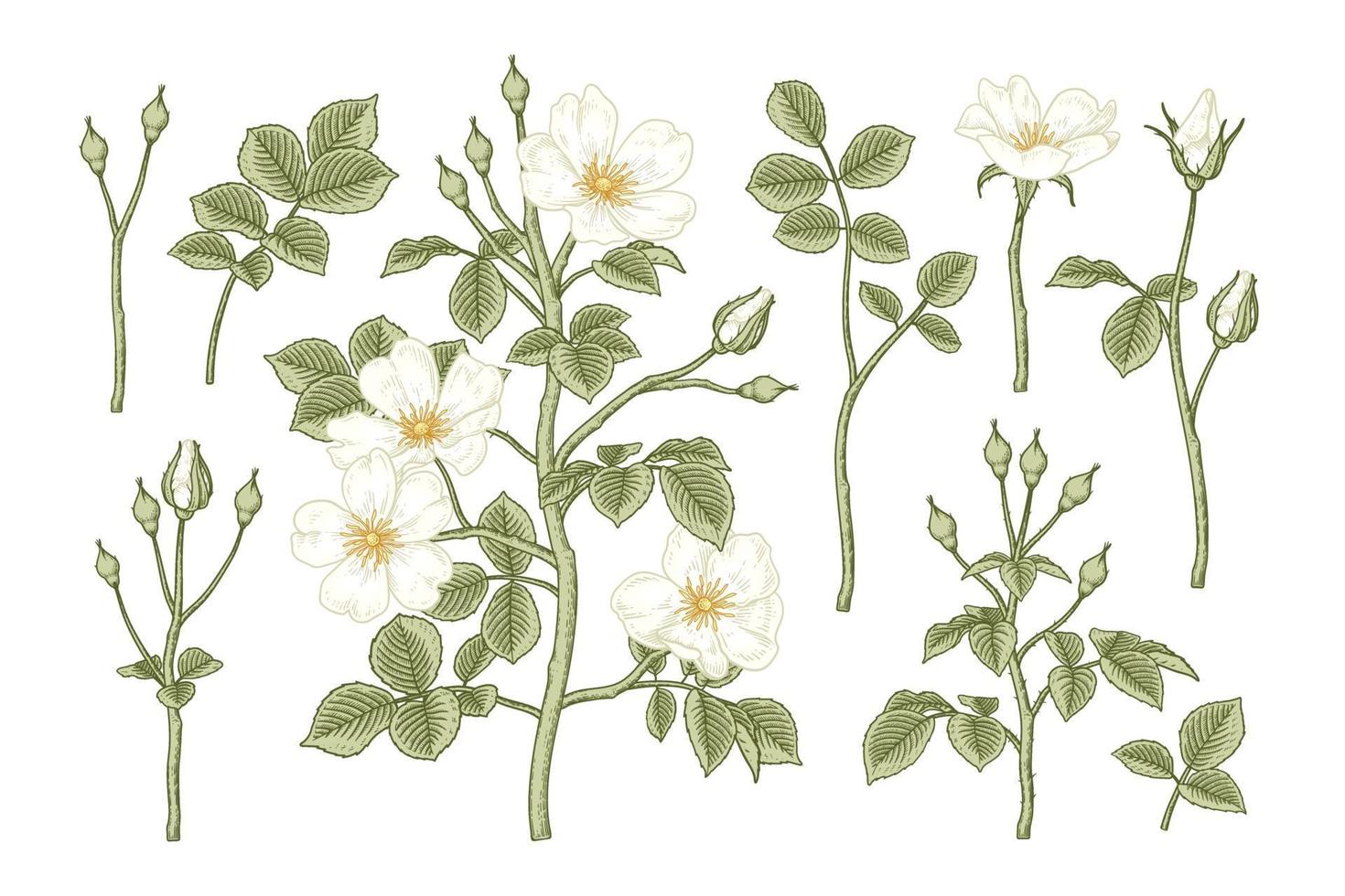 Satz von gezeichneten botanischen Illustrationen der weißen Hundrose oder der rosa canina Blume vektor