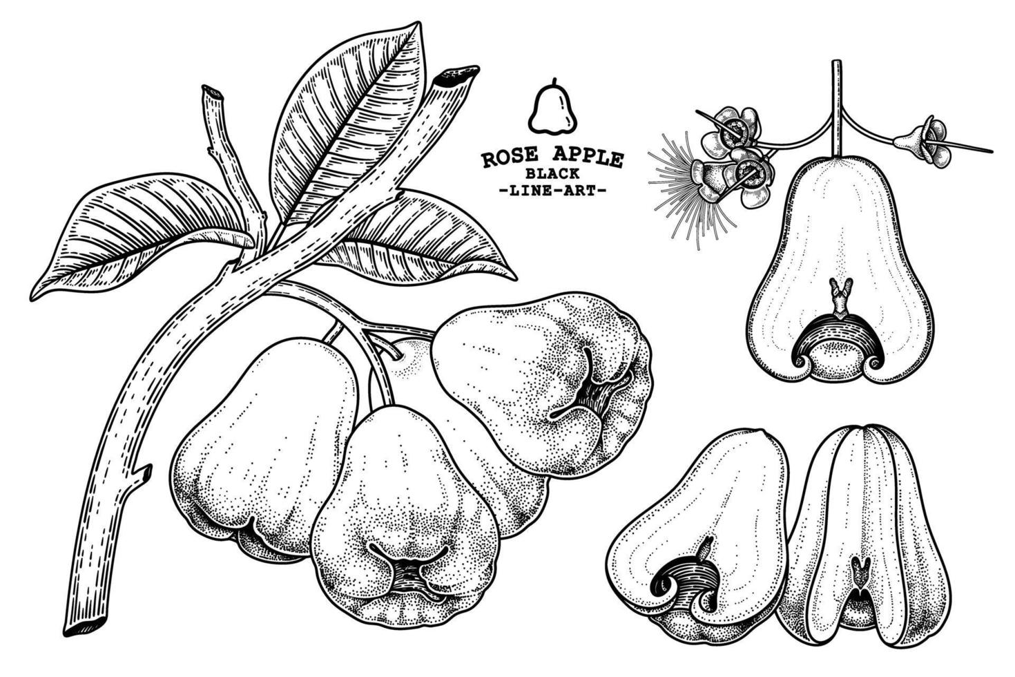 Satz gezeichnete Elemente der Rosenapfelfruchthand gezeichnete botanische Illustration vektor