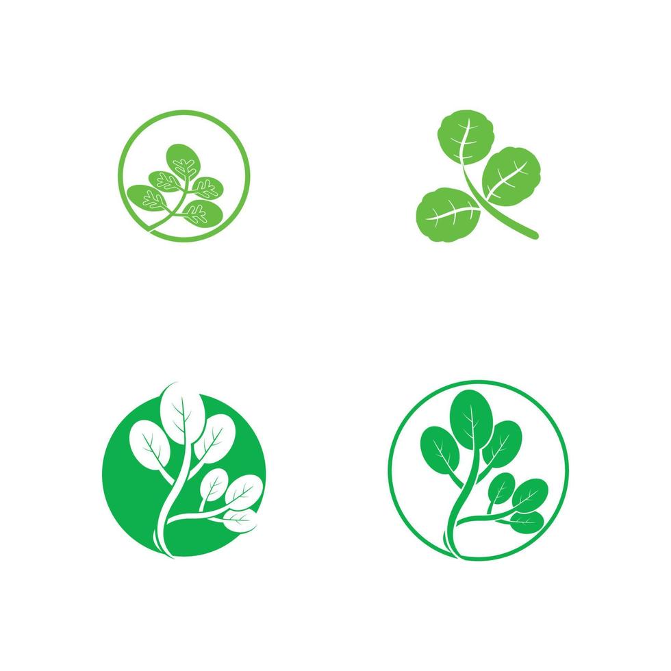 moringa löv ikon vektor illustration mall design