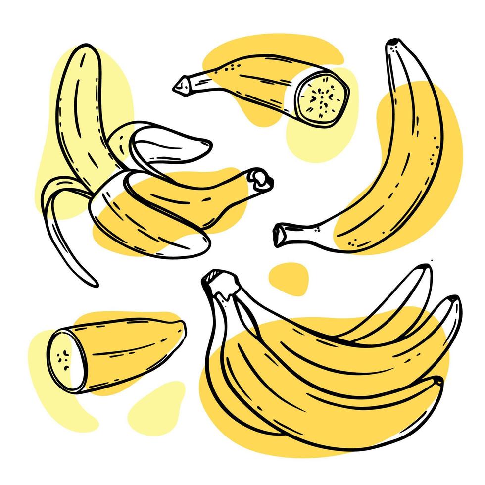 bananer utsökt frukt skiss stil vektor illustration uppsättning