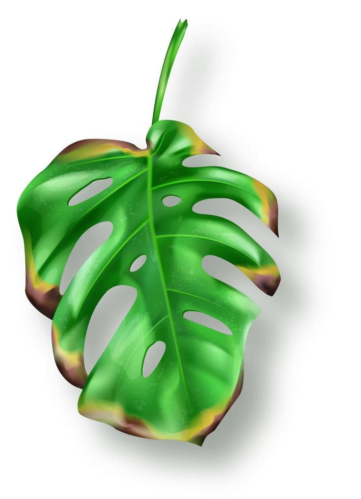 tropisk grön monstera löv på vit bakgrund vektor