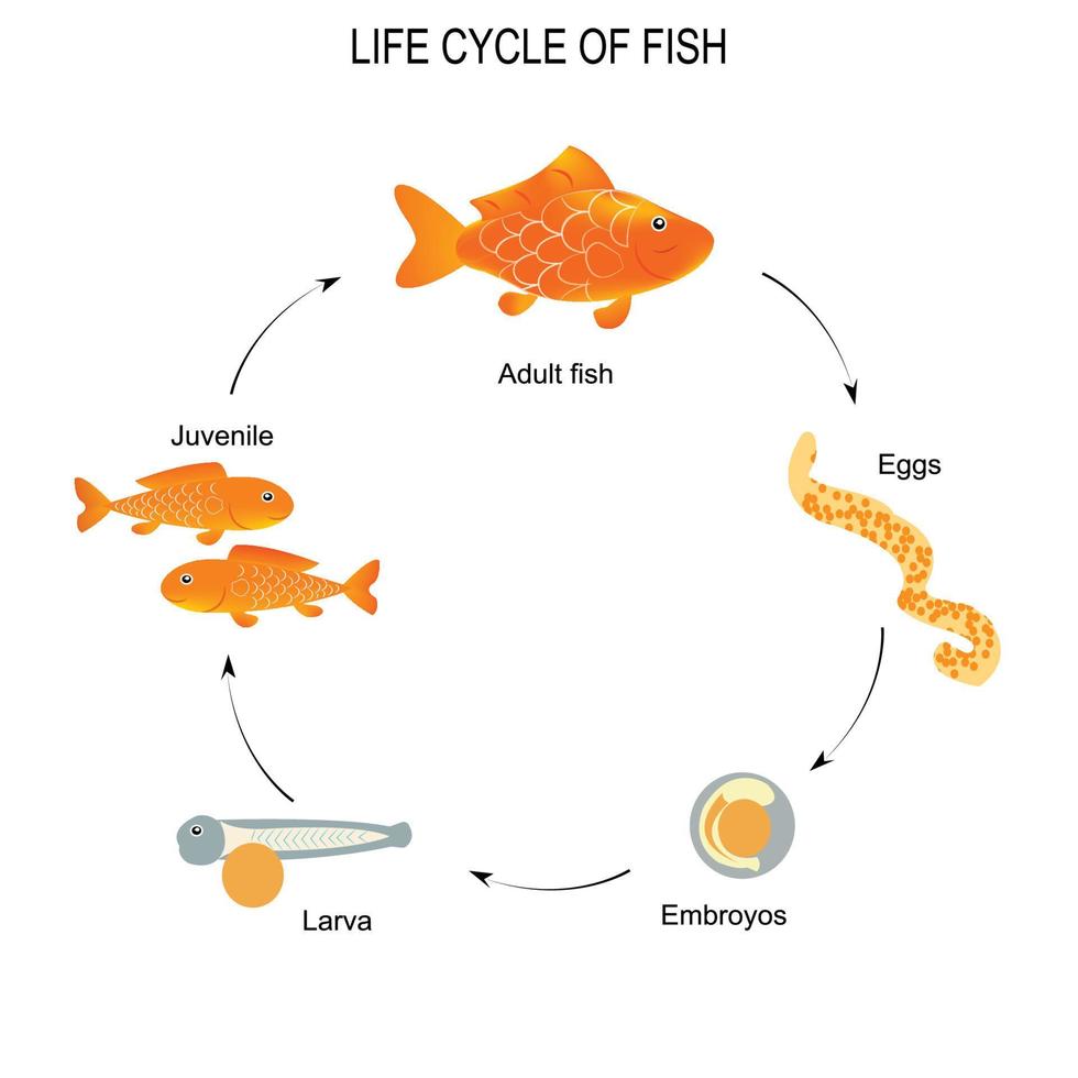 liv cykel av fisk vektor illustration