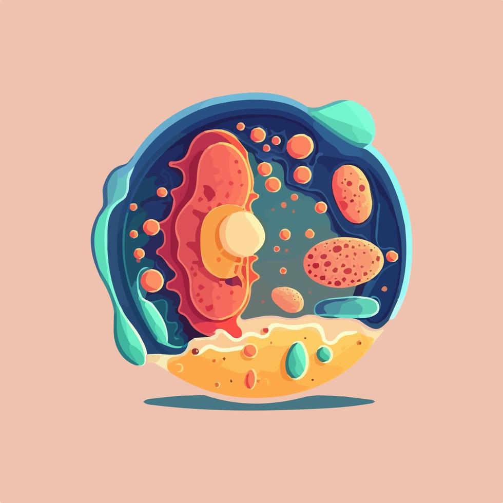korsa sektion av en mänsklig cell. Färg illustration av cell organeller. vektor