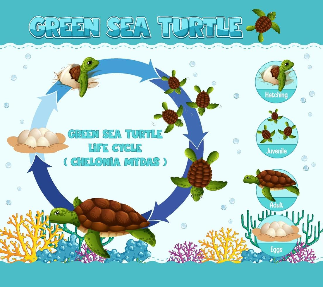 Diagramm, das den Lebenszyklus der Schildkröte zeigt vektor
