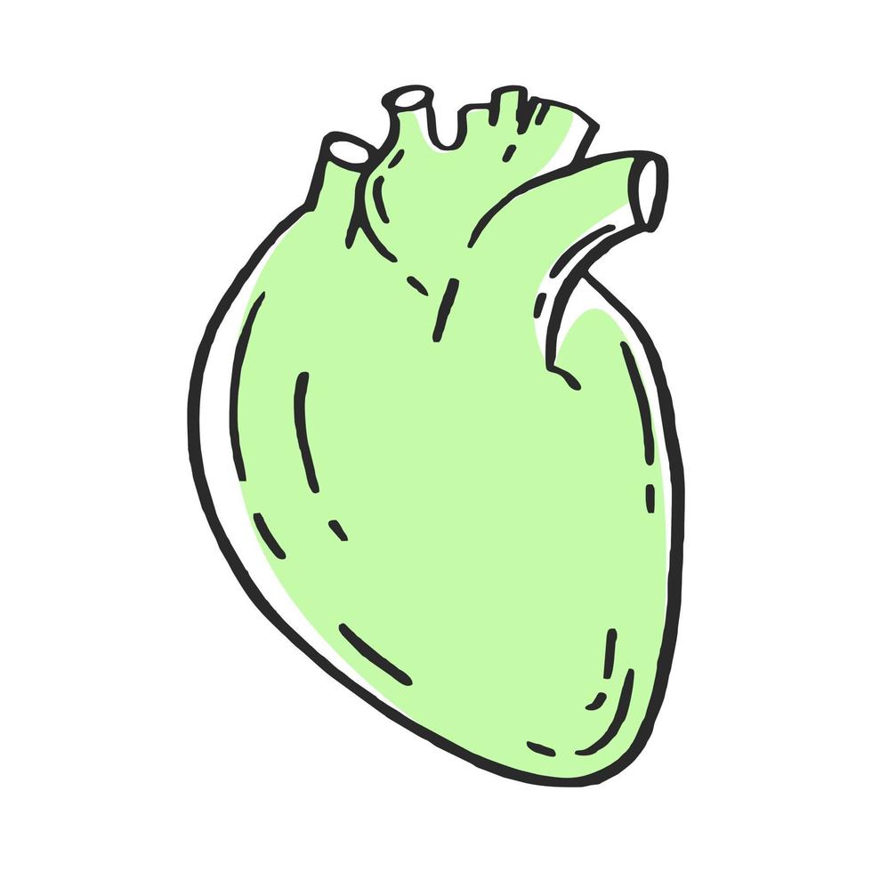 das Herz ist ein Mensch Organ Vektor Illustration von ein medizinisch Hand gezeichnet