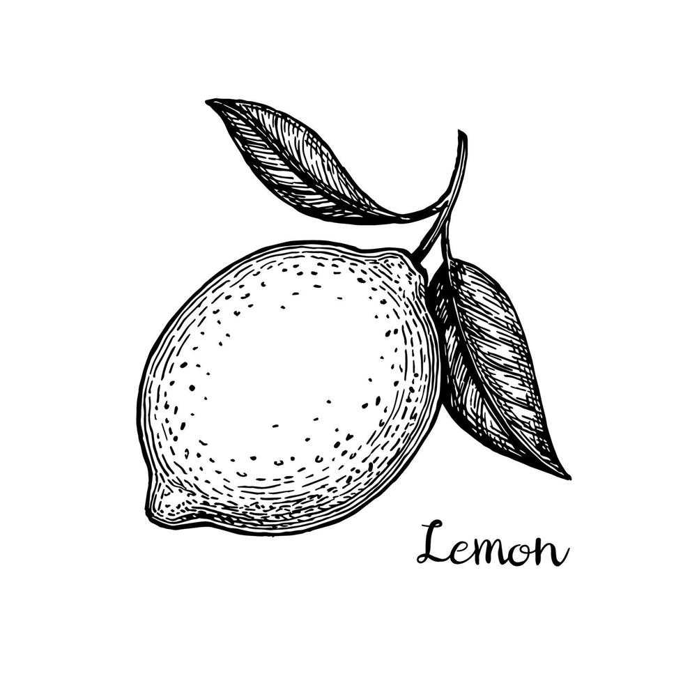 citron. isolerat på vit bakgrund. hand dragen vektor illustration. retro stil.