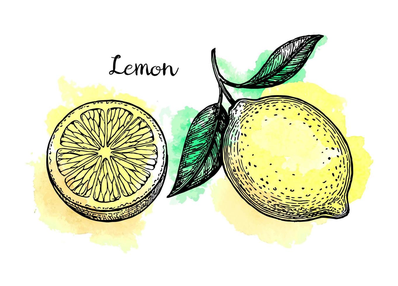 citron- uppsättning. vattenfärg bakgrund. hand dragen vektor illustration. retro stil