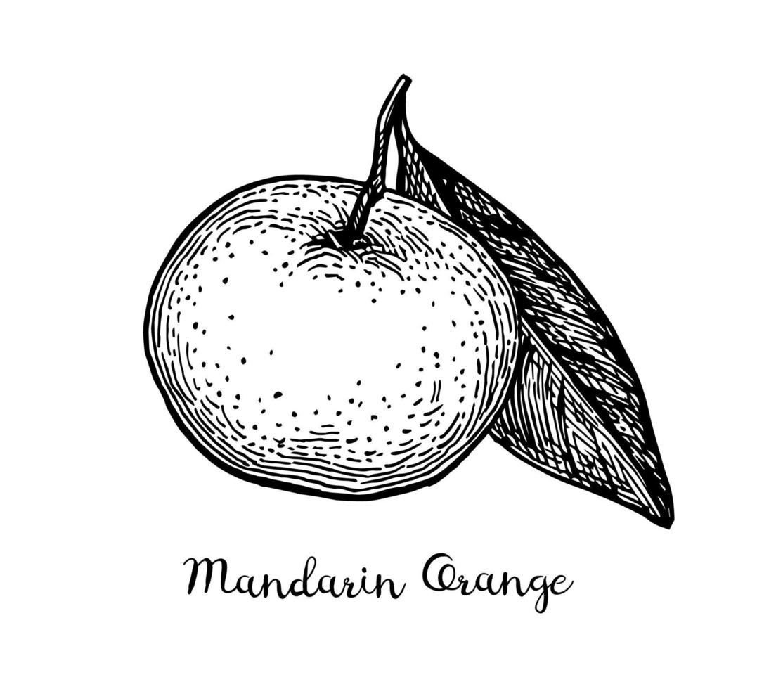 Mandarin Orange mit Blatt. Tinte skizzieren isoliert auf Weiß Hintergrund. Hand gezeichnet Vektor Illustration. retro Stil.