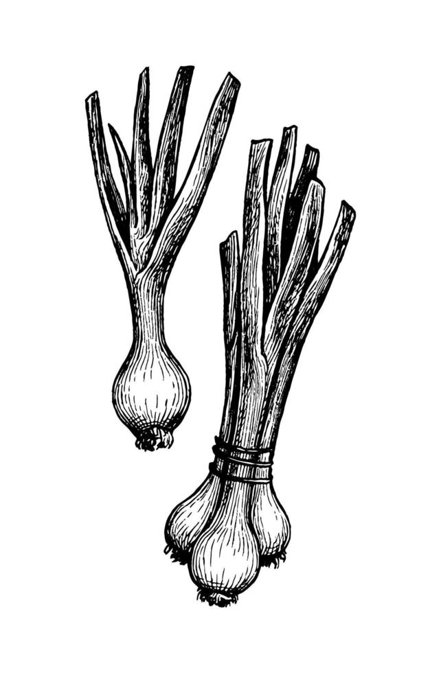Frühlingszwiebeln. Tinte skizzieren isoliert auf Weiß Hintergrund. Hand gezeichnet Vektor Illustration. retro Stil.