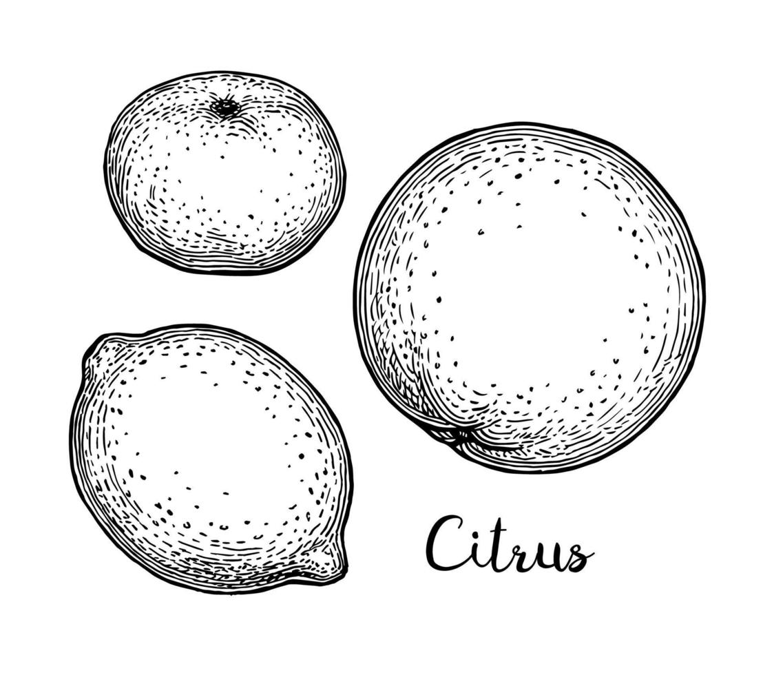 orange, citron- och mandarin. citrus- frukt uppsättning. bläck skisser isolerat på vit bakgrund. hand dragen vektor illustration. retro stil.