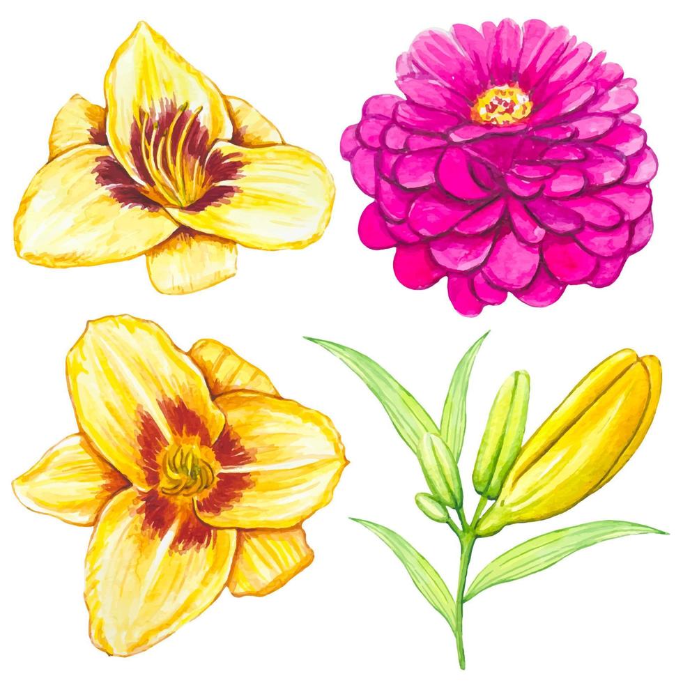 Hand gezeichnet Blume Knospen, Gelb Lilien, Rosa Aster, Aquarell vektor