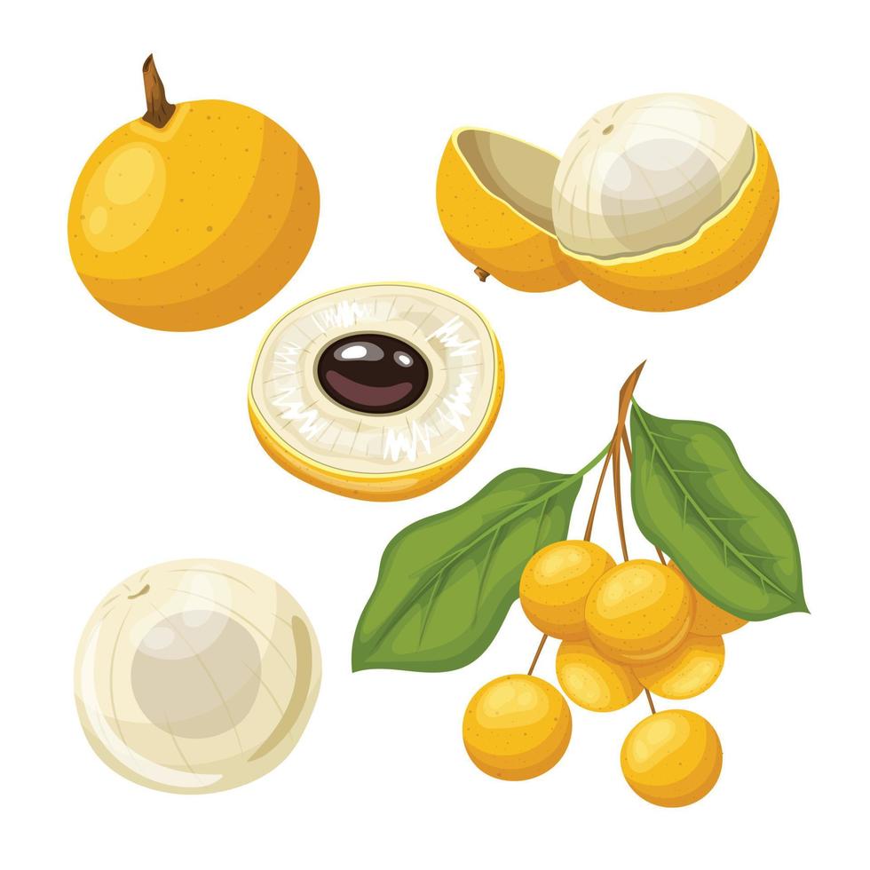 longan asiatisk frukt uppsättning tecknad serie vektor illustration