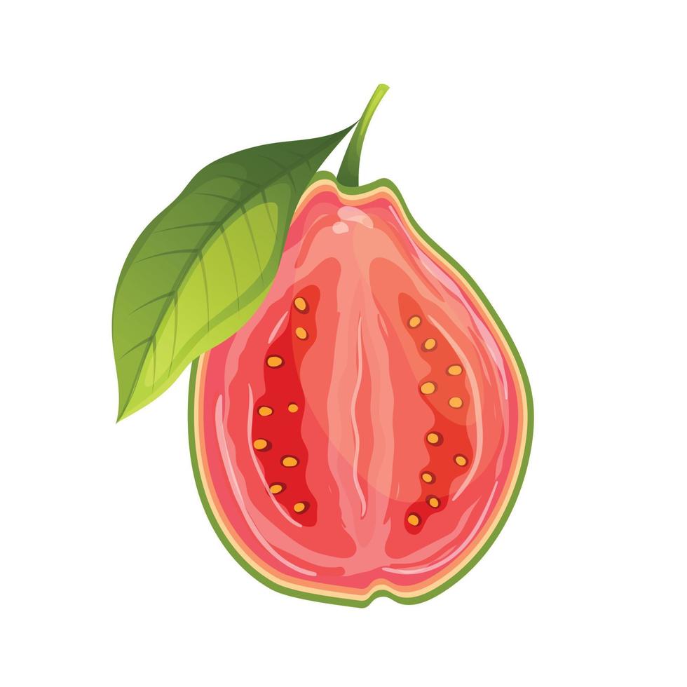 Guave Obst frisch Essen Karikatur Vektor Illustration