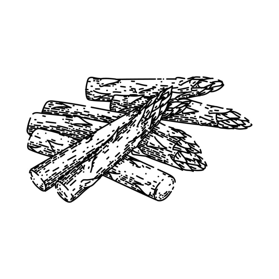 Spargel Essen skizzieren Hand gezeichnet Vektor