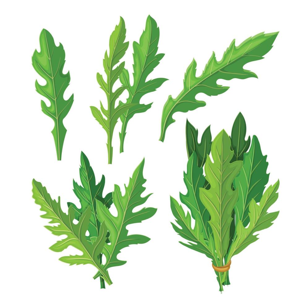 arugula färsk sallad vegetabiliska uppsättning tecknad serie vektor illustration