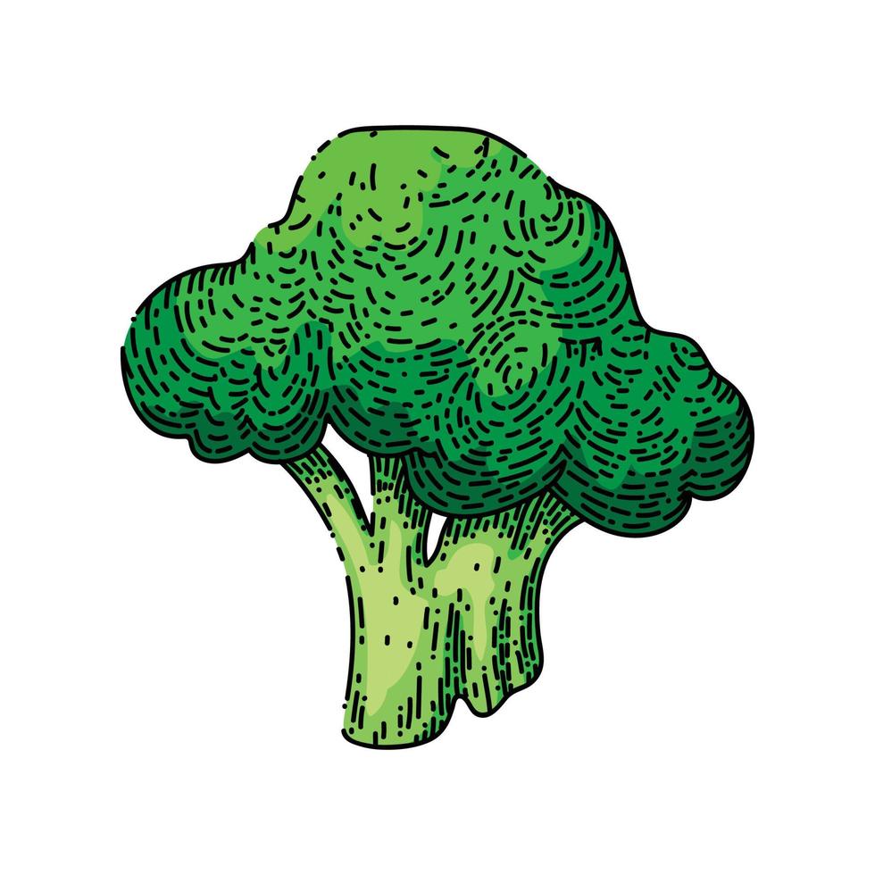 broccoli grön skiss hand dragen vektor