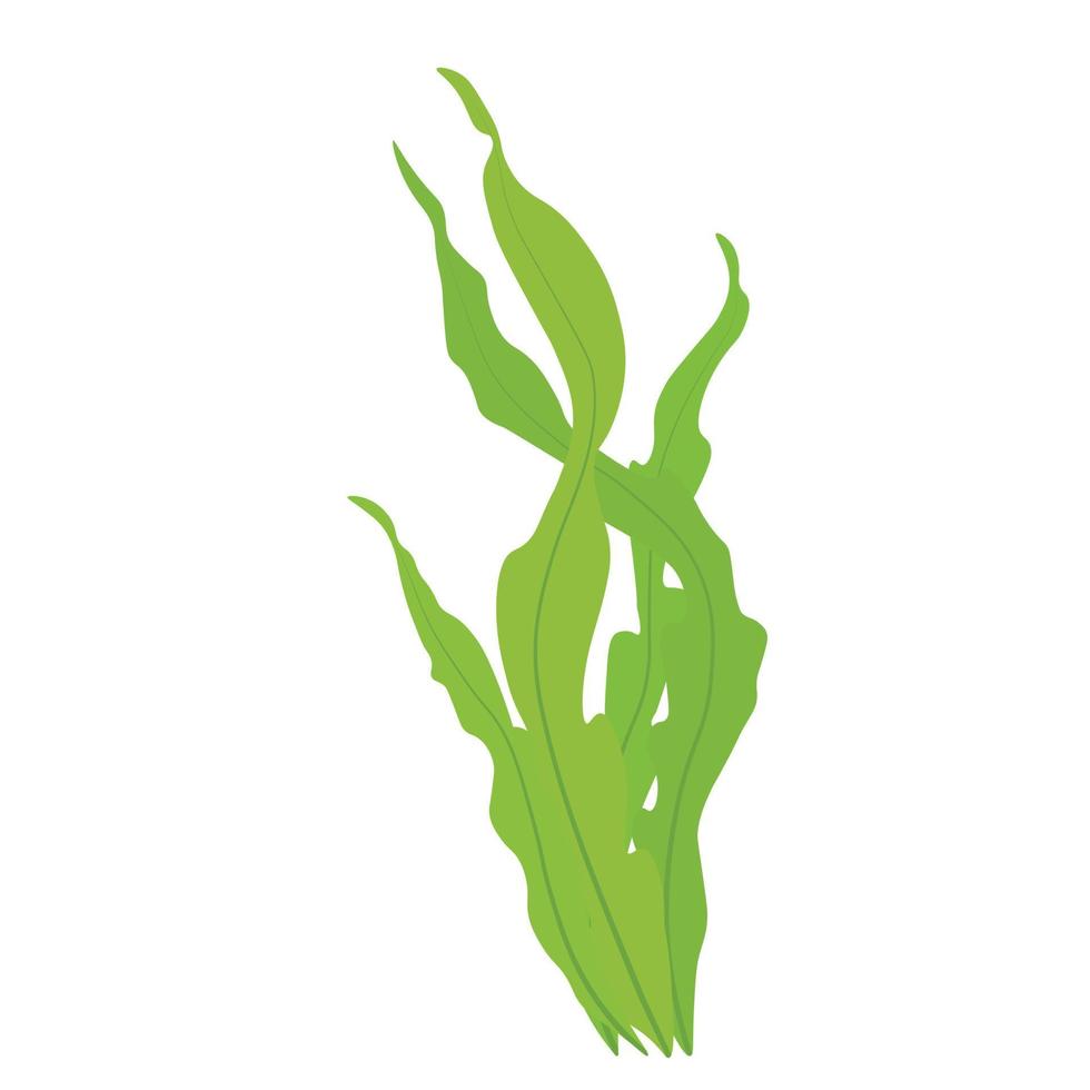tång. laminaria vektor illustration. tecknad serie sjögräs, kelp och koraller. vatten- växter med löv. naturlig marin och akvarium element, vatten dekor objekt.