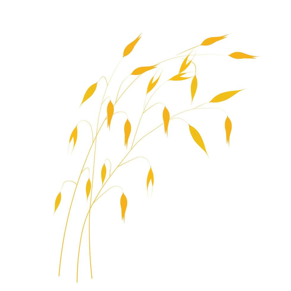 Vektor Illustration von Granola Haferflocken ablassen. trocken Gelb Ast von Gerste auf ein dünn Stengel. Hafer Saat im das Feld. Weizen. Illustration zum das Getreide. isoliert auf ein Weiß Hintergrund. Hafer Milch