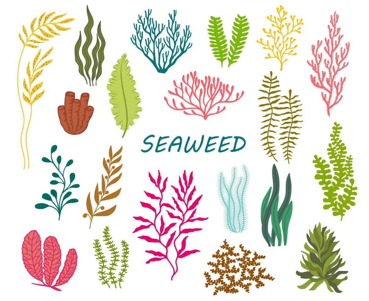 unter Wasser Seetang, Ozean Koralle Riff Pflanzen vektor