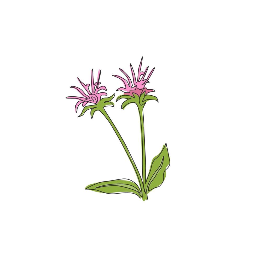 eine durchgehende Strichzeichnung Schönheit frische Bergamotte Monarda für Wohnkultur Wandkunst Posterdruck. dekoratives bienenbalsamblumenkonzept für grußkarten. trendige Single-Line-Draw-Design-Vektor-Illustration vektor