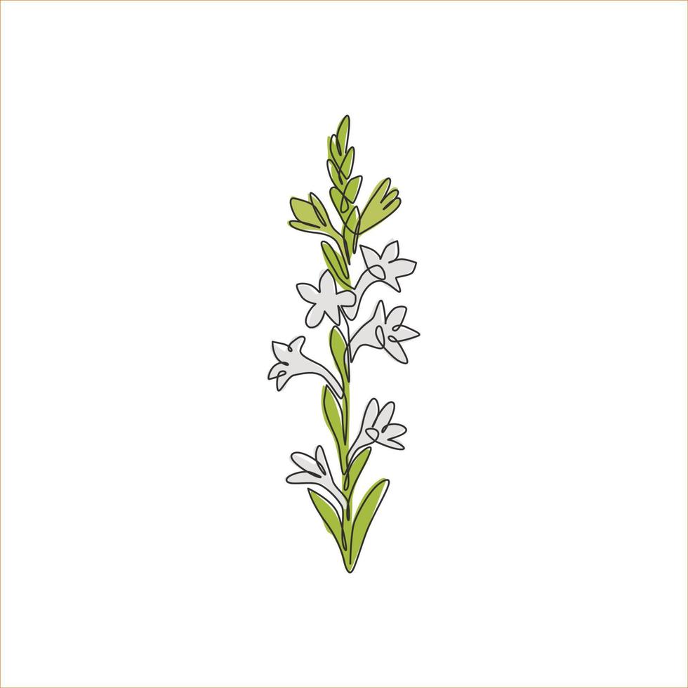 einzelne durchgehende Strichzeichnung Schönheit frische Agave Amica für Wohnkultur Wandkunst Posterdruck. dekoratives Tuberose-Blumenkonzept für Blumenkartenrahmen. moderne eine linie zeichnen design-vektorillustration vektor