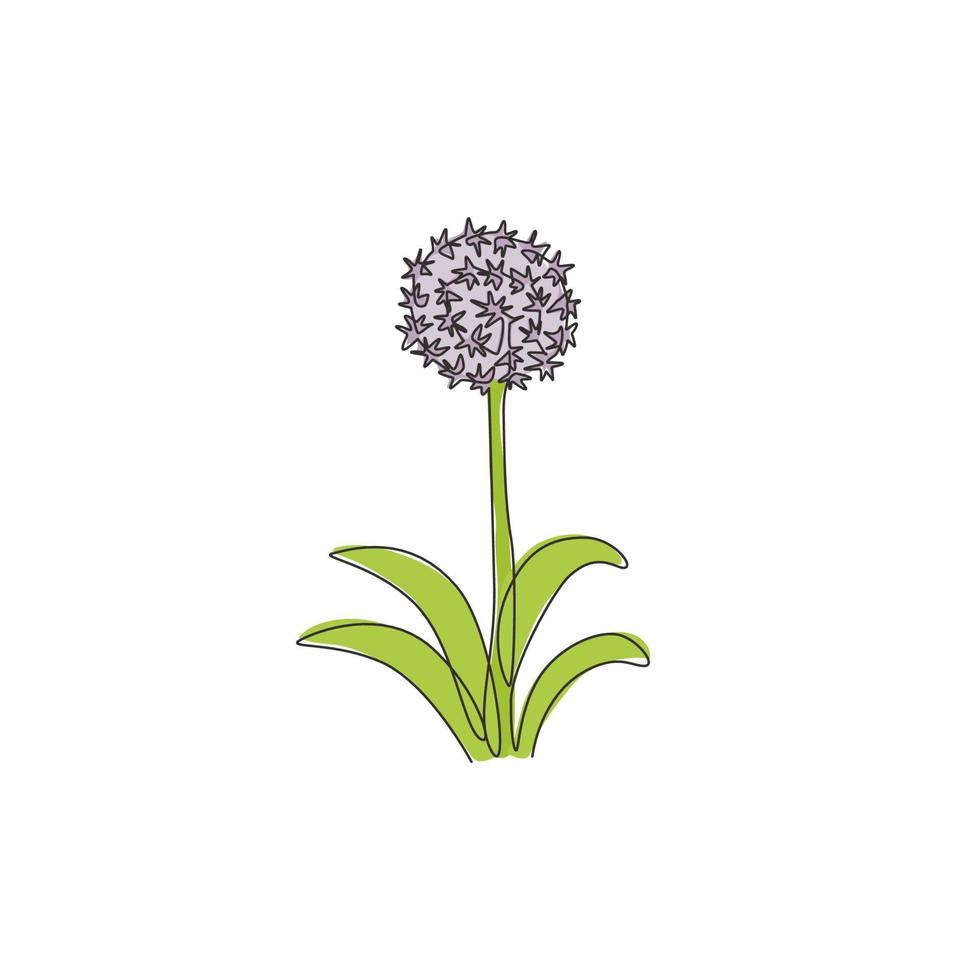 Single One Line Drawing of Beauty Fresh Allium Giganteum für Gartenlogo. dekorativer riesiger Zwiebelblumenkonzept-Wohnkulturwandkunstplakatdruck. moderne durchgehende Linie zeichnen Design-Vektor-Illustration vektor