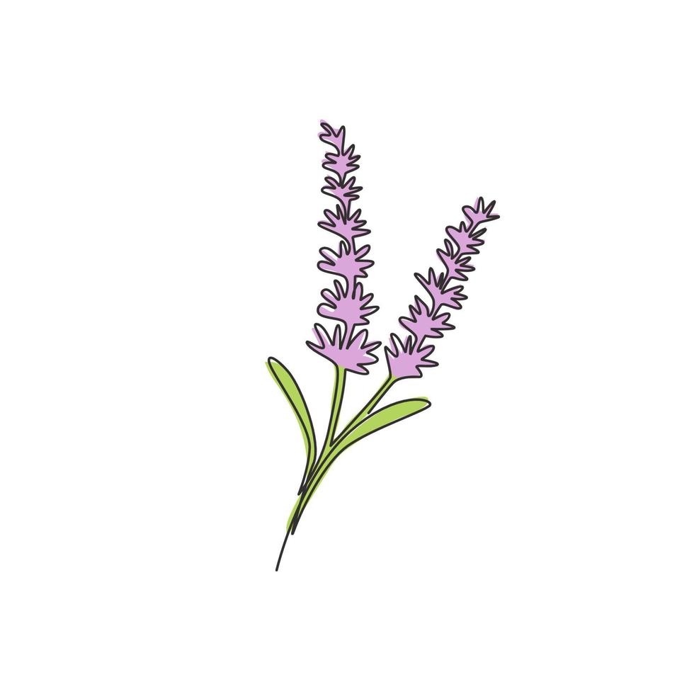 enda kontinuerlig linjeteckning av skönhet färsk lavandula för hem väggdekor konst affischtryck. utskrivbar dekorativ lavendelblomma för inbjudningskort. trendiga en rad rita design vektorillustration vektor