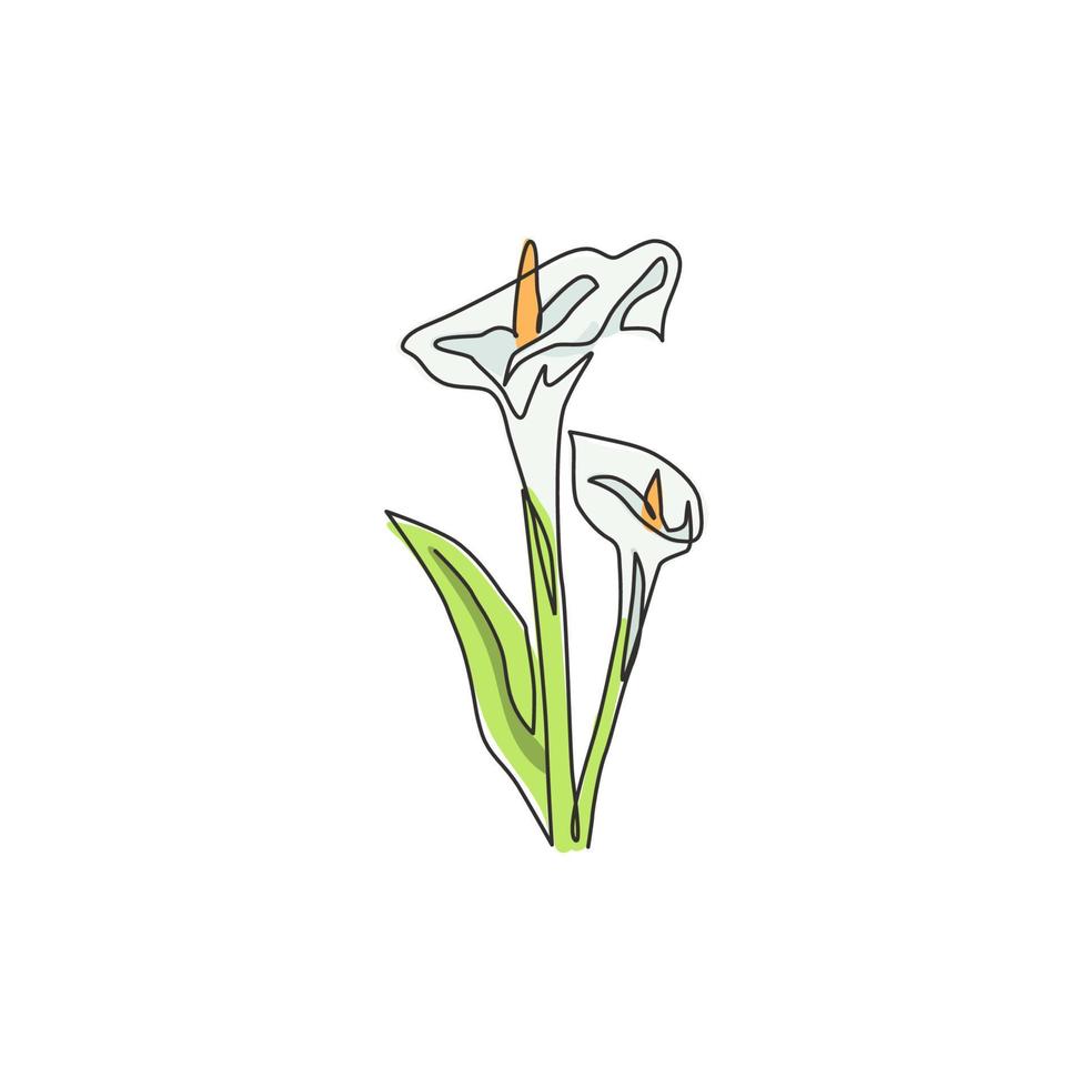 en kontinuerlig linjeteckning skönhet fräsch zantedeschia för hem väggdekor print. utskrivbar dekorativ aron lilja blomma för bröllop inbjudningskort. moderna en rad rita design vektorillustration vektor