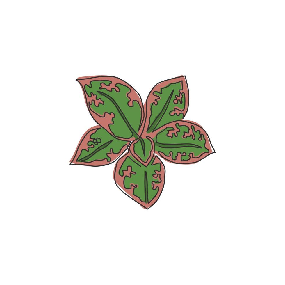 enda kontinuerlig linjeteckning söta tropiska blad aglaonema växt från ovanifrån. utskrivbart dekorativt krukväxtkoncept för hemväggsdekoration. moderna en rad rita design vektorgrafisk illustration vektor