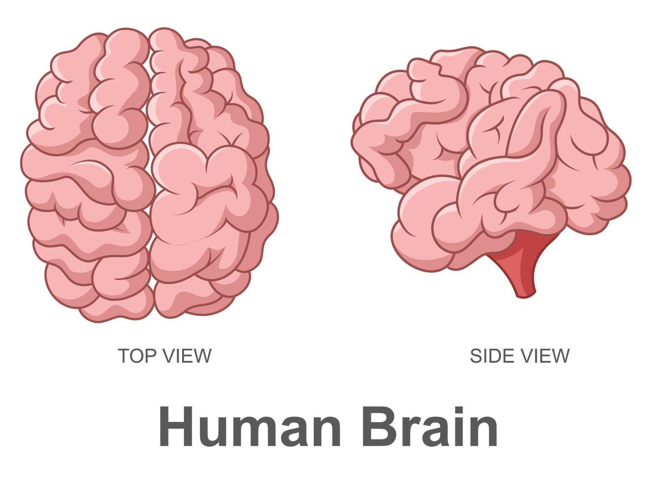 mänsklig hjärna i topp se och sida se, vektor illustration