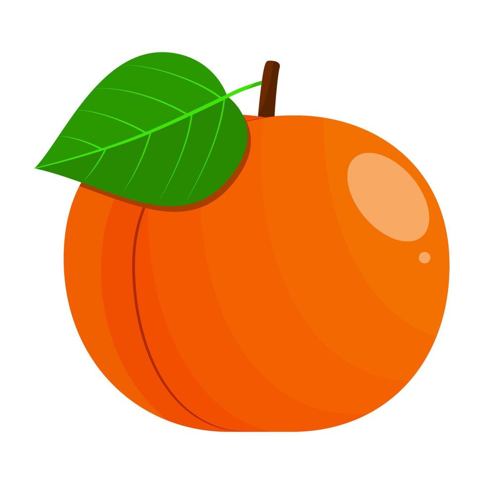 Aprikose ist ein Obst Das hat Gelb und Orange Farbe Variationen. diese Obst hat ein Geschmack von ein Kombination von sauer und Süss vektor