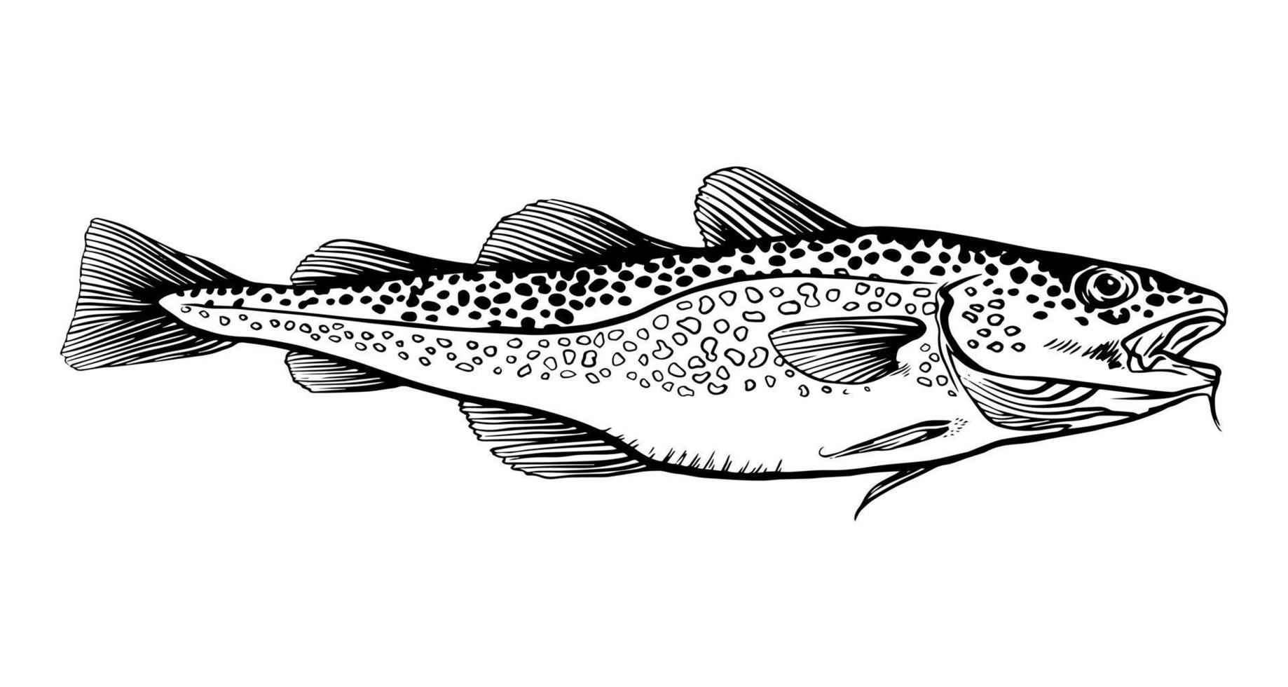 bläck hand dragen vektor illustration av torsk fisk, gadus morhua, på vit bakgrund