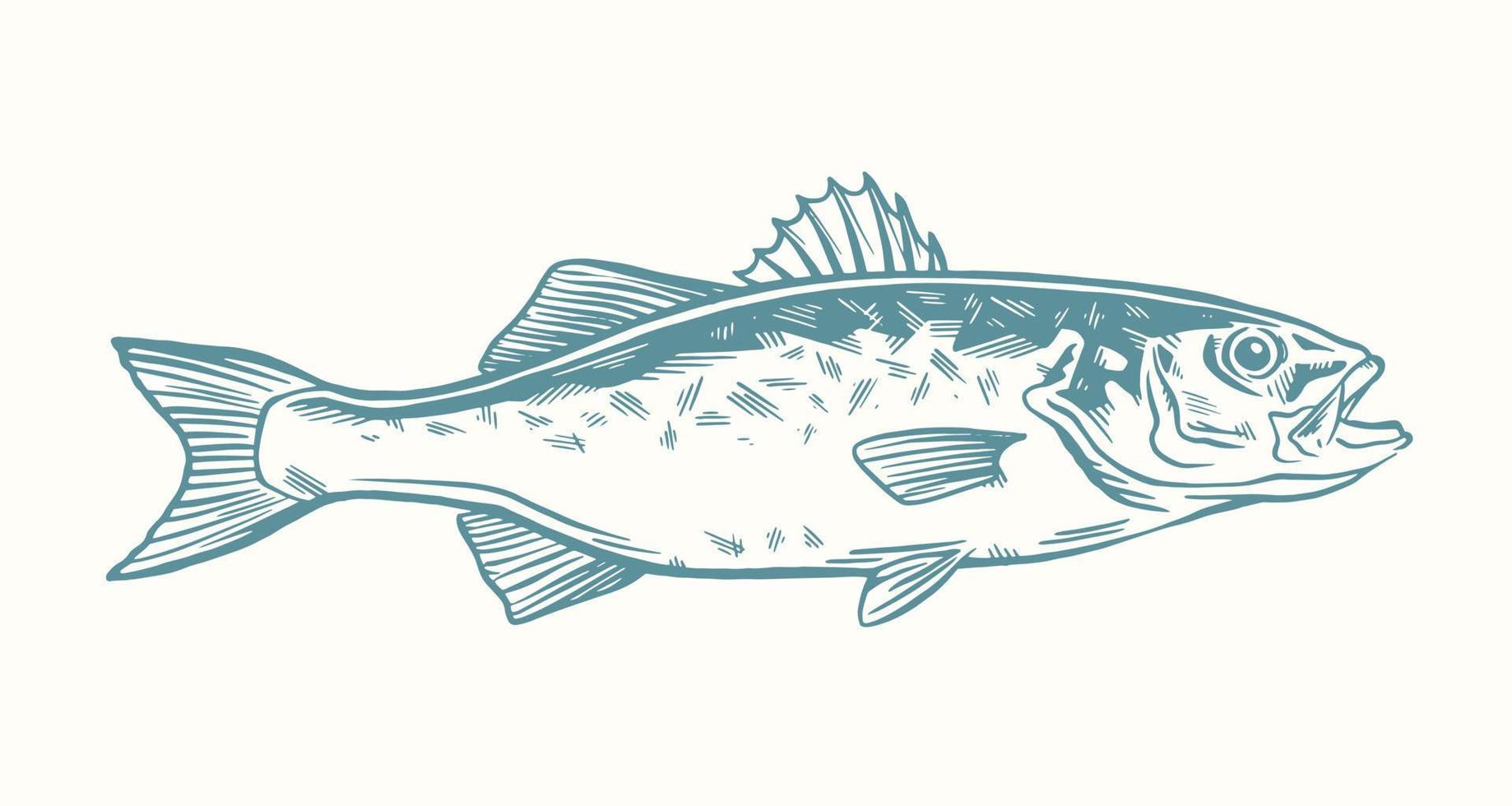 Tinte Hand gezeichnet Vektor Illustration von Meer Bass, Lubina, auf Weiß Hintergrund