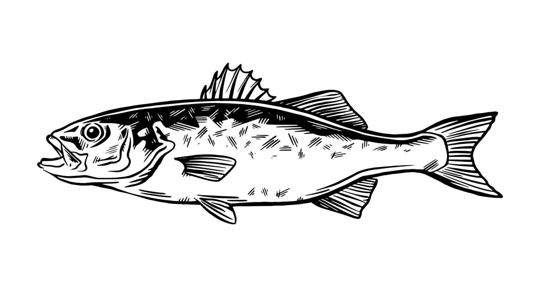 Tinte Hand gezeichnet Vektor Illustration von Meer Bass, Lubina, auf Weiß Hintergrund