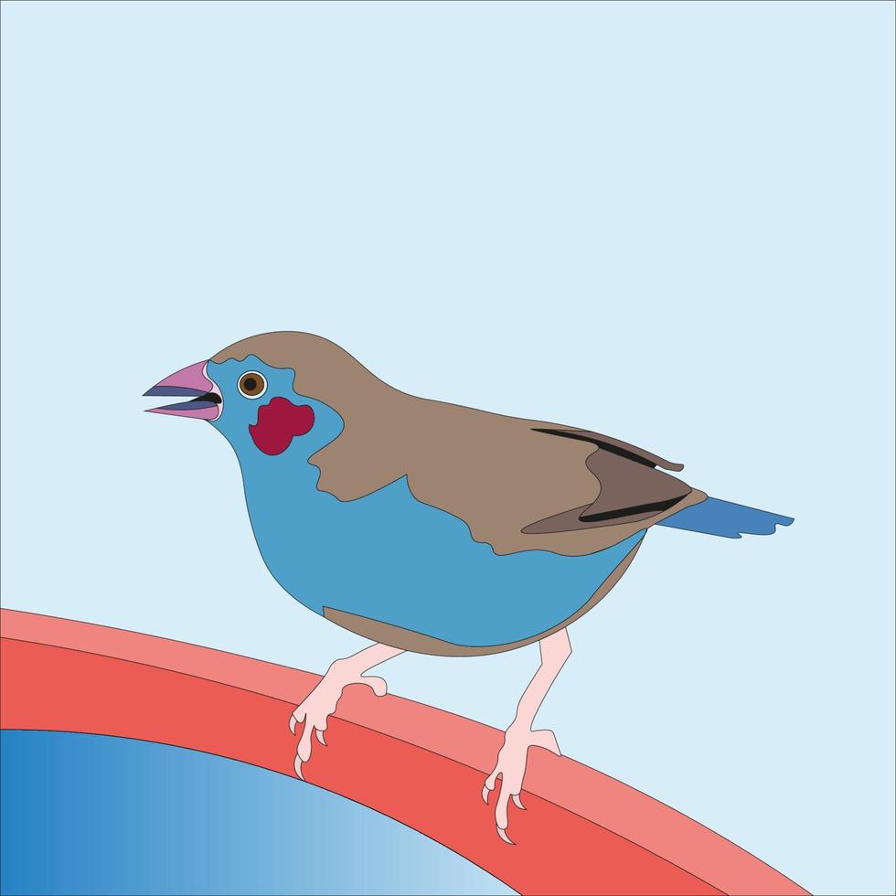 illustration de rödkindad cordon-bleu är en små tätting fågel, detta estrildid fink liv i de torr regioner av tropisk söder om Sahara afrika vektor
