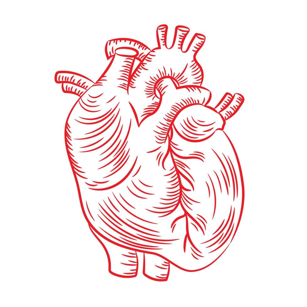 rot Herz anatomisch Struktur Medizin Bildung Diagramm Vektor