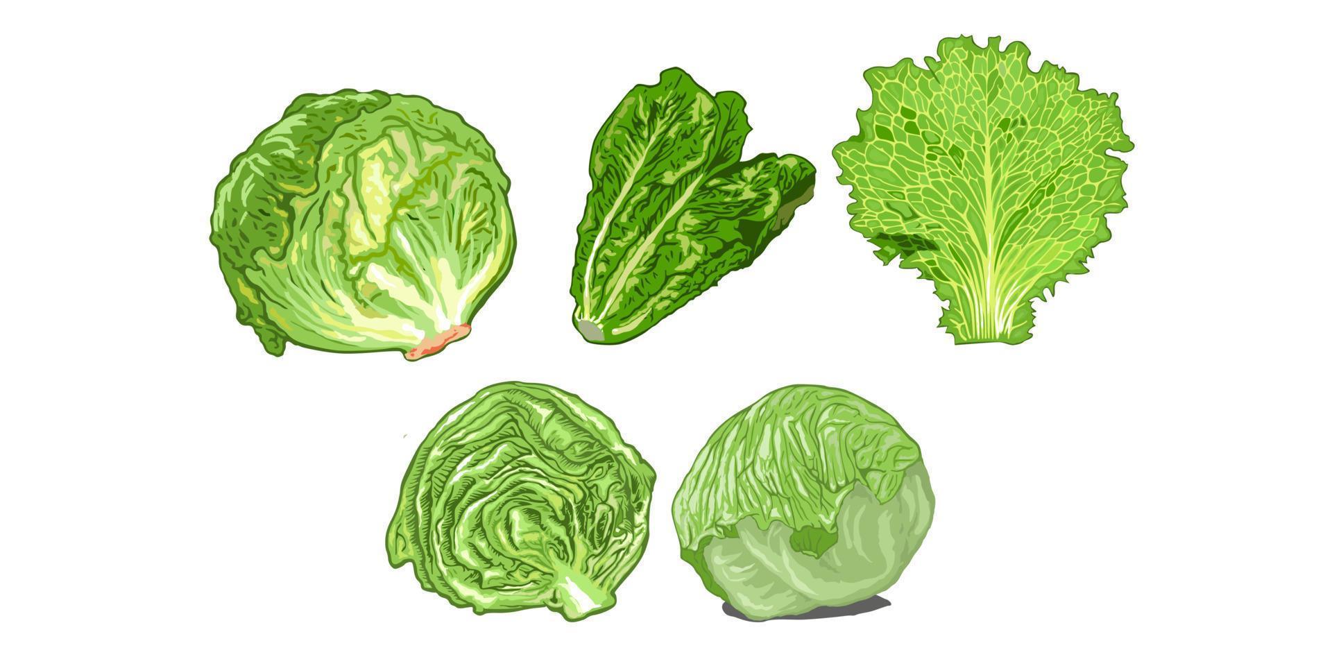 Grüner Salat Vektor einstellen Sammlung Grafik Clip Art Design