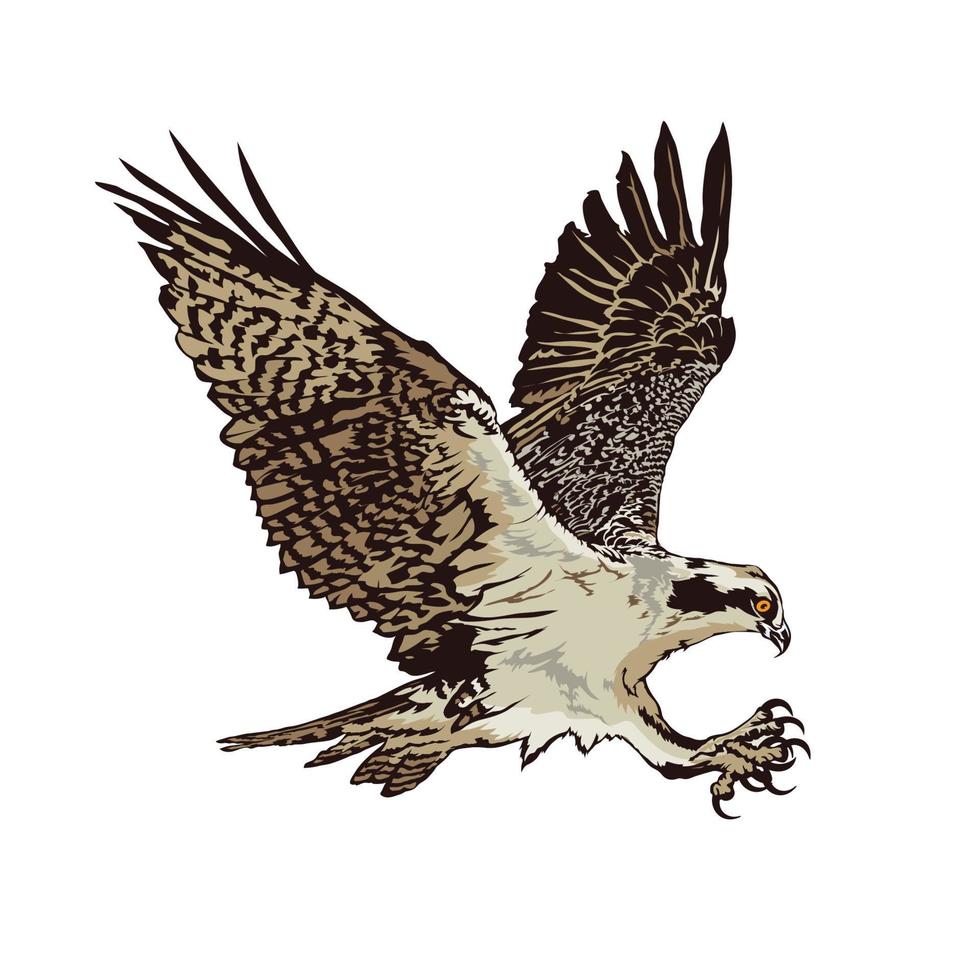 kahl Adler fliegend Vektor Illustration im Jahrgang Hand gezeichnet Stil, perfekt zum t Hemd Design, Verein und Marke Logo