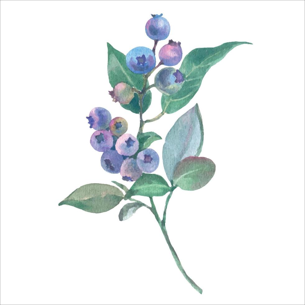 vattenfärg blåbär gren med mogen blå bär isolerat på vit bakgrund. vektor