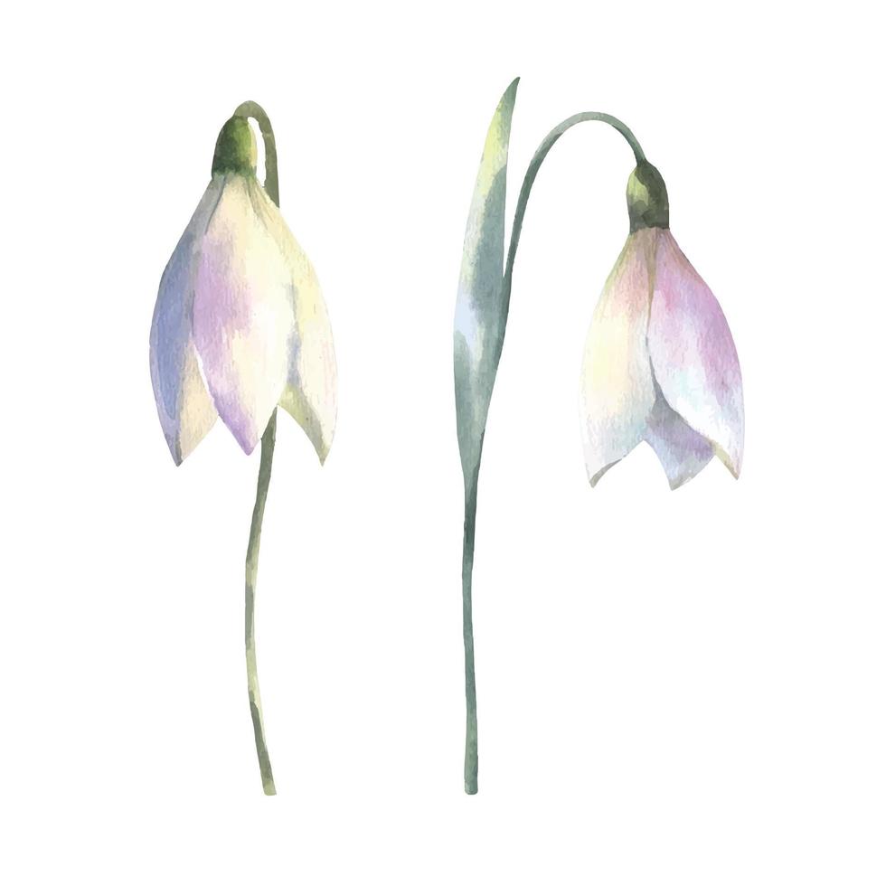 Aquarell Vektor Frühling Blumen Strauß von Schneeglöckchen. Hand gemalt botanisch Illustration.