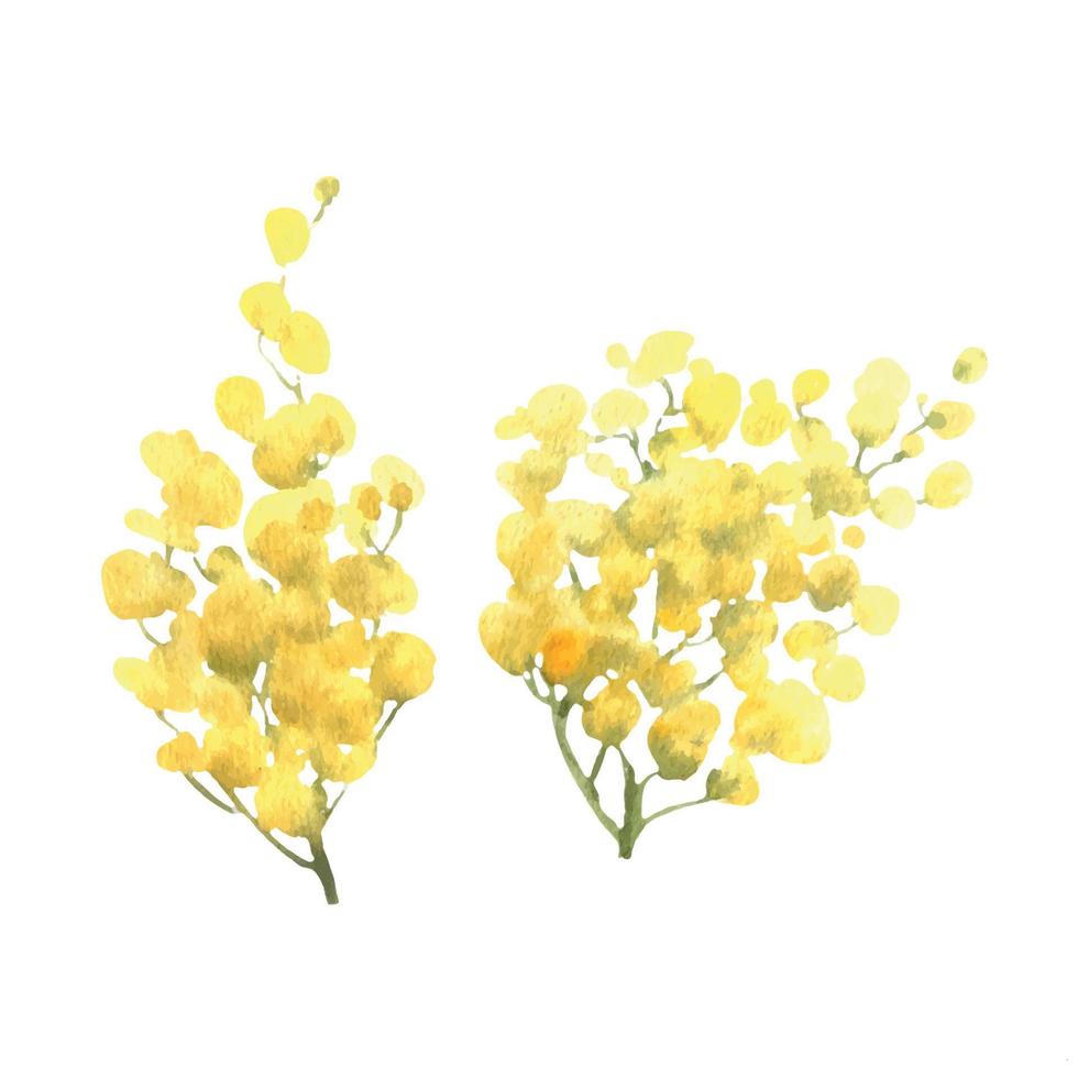 Mimose Gelb Frühling Blumen Satz, Aquarell Vektor Hand gezeichnet Illustration isoliert auf Weiß Hintergrund