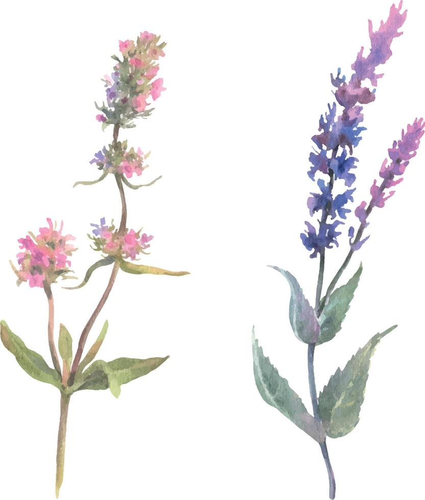 Aquarell Ast mit Blumen von Pflanze Salbei und Thymian. Hand gezeichnet Gemälde Illustration isoliert auf ein Weiß Hintergrund vektor