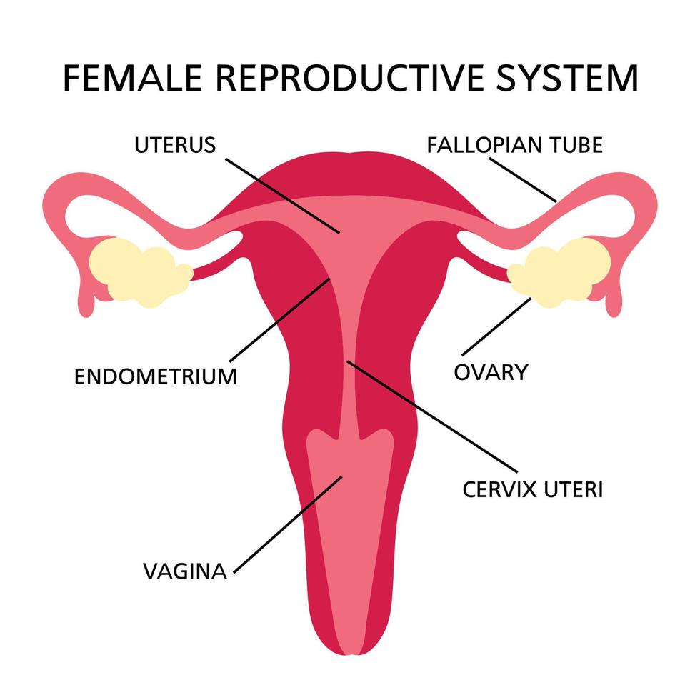 reproduktiv System Frauen Diagramm zum medizinisch Bildung vektor