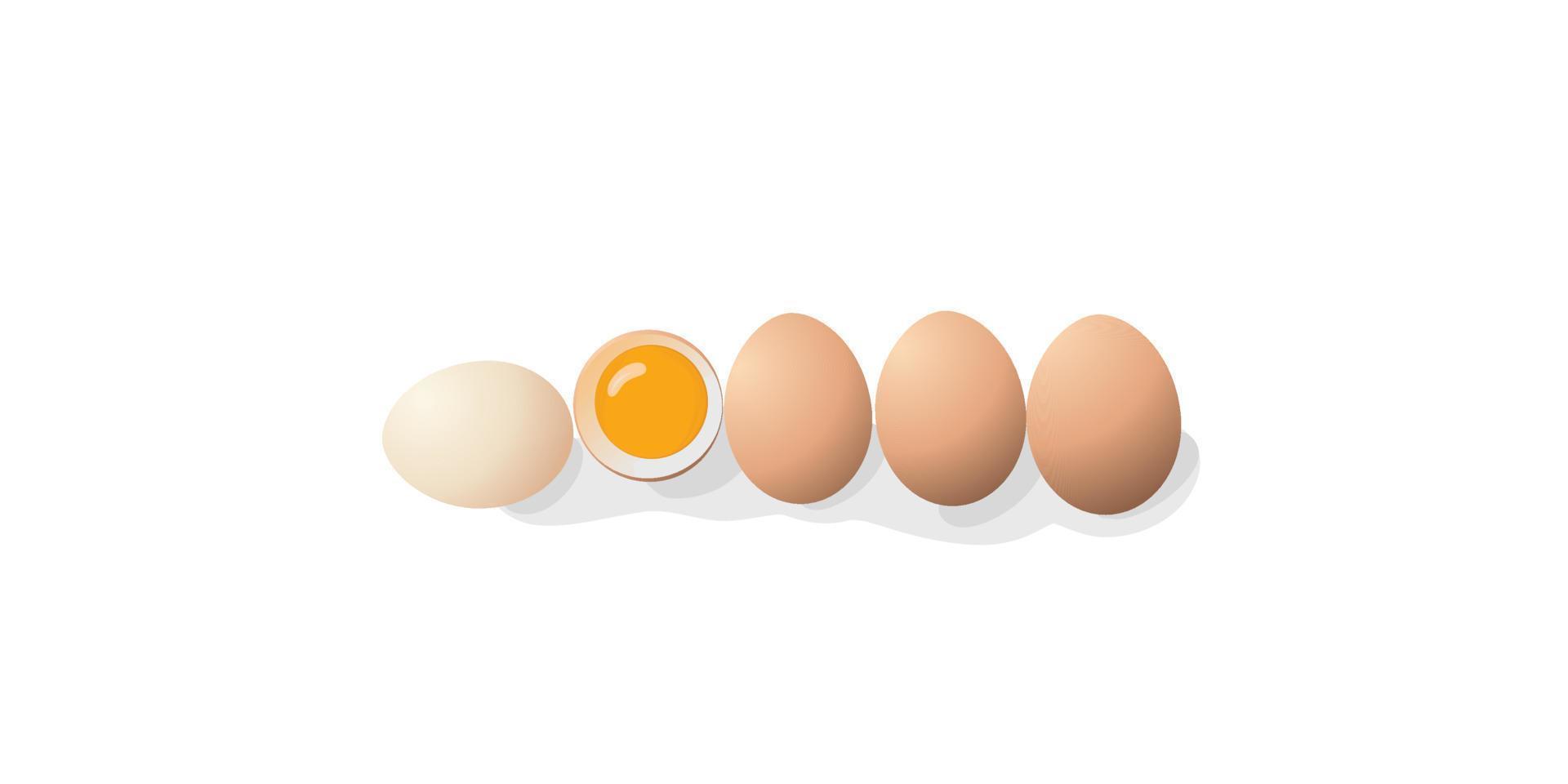 braun Hähnchen Eier isoliert auf ein Weiß Hintergrund. ganze Eier Lüge im ein Reihe und einer gebrochen Ei mit Eigelb. Vektor Illustration