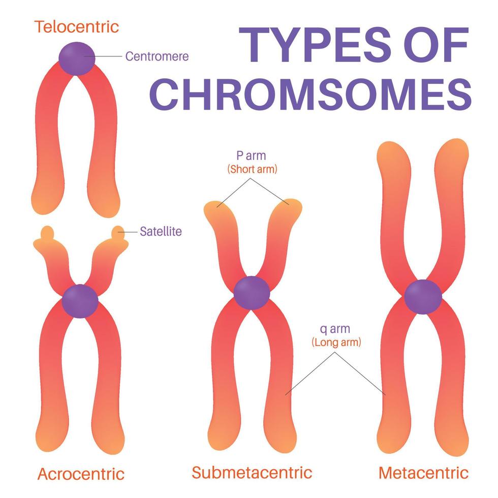 vier Typen von Mensch Chromosom. vektor