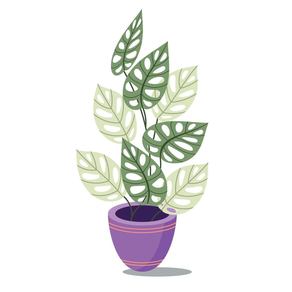 Monstera adansonii Illustration Vektor Adobe Illustrator Kunstwerk