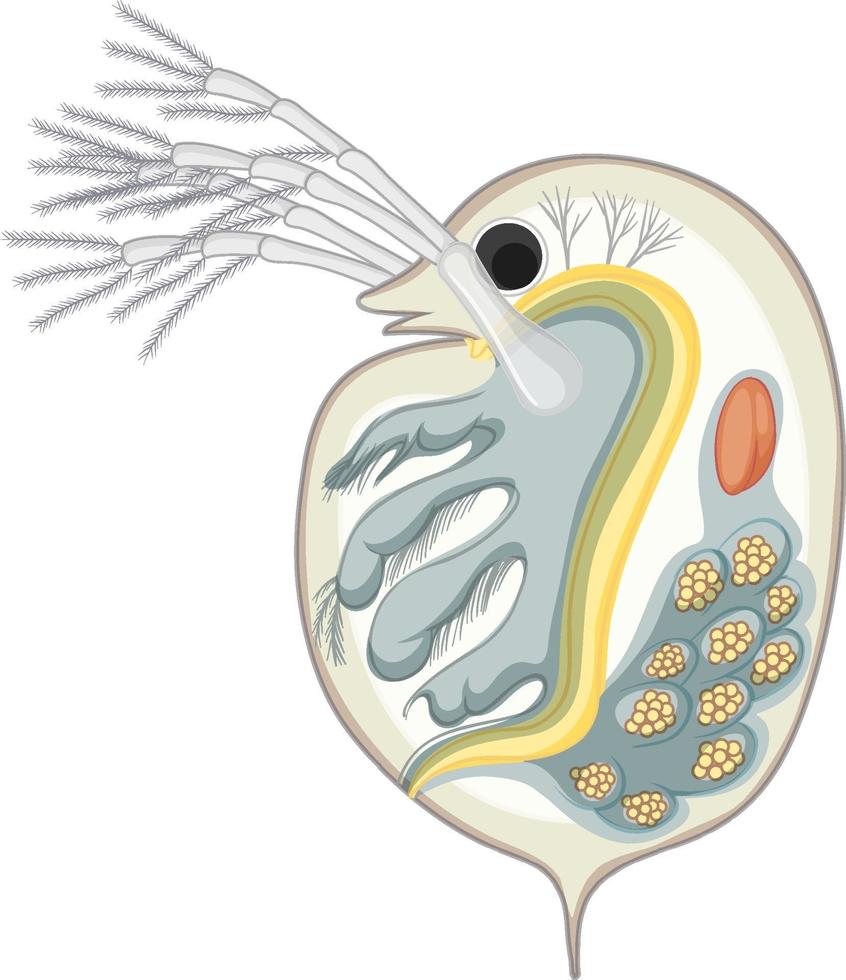 Daphnien isoliert auf weißem Hintergrund vektor